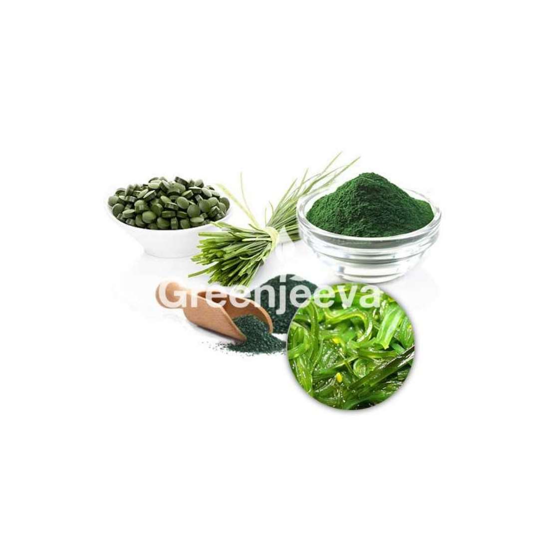 Bulk Supplier of Organic Spirulina Powder in Canada