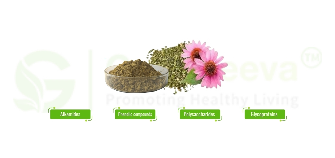 Echinacea Extract for Your Next Product Innovation