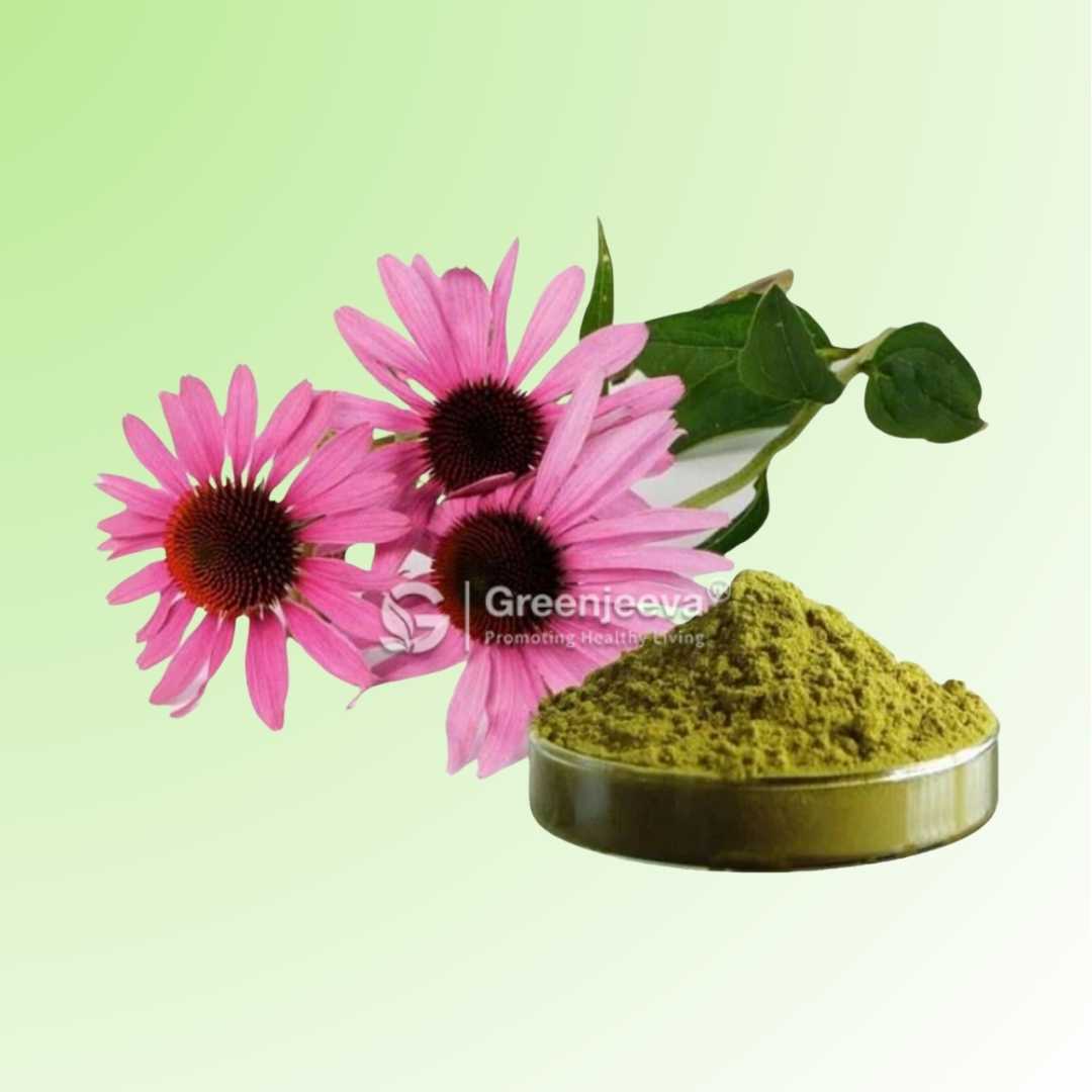 Echinacea purpurea Extract Powder supplier