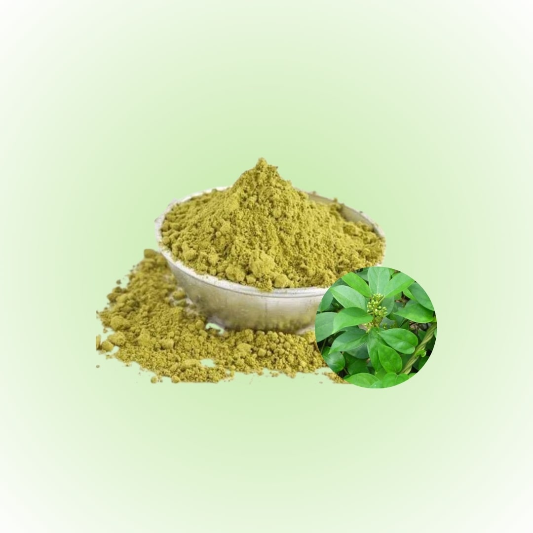 Bulk Gymnema Sylvestre Extract Powder 25% Gymnemic Acid, Gravimetry