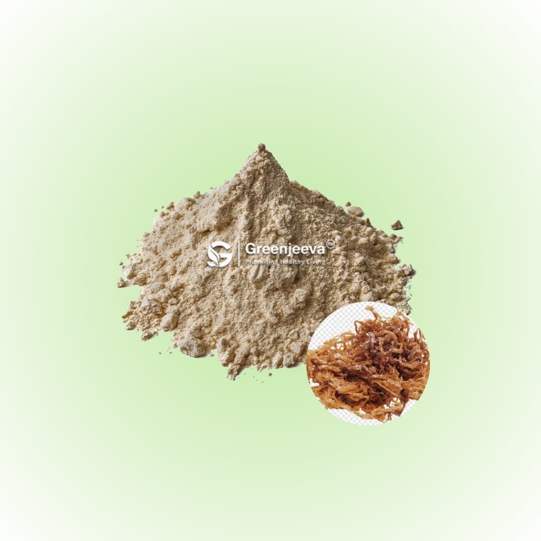 Bulk Irish Moss Extract Powder 10_1 Supplier in Canada