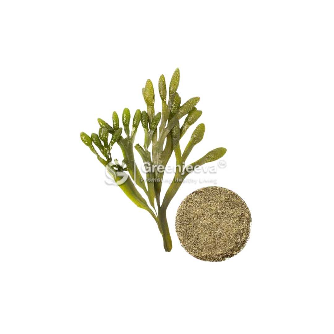 Bulk Supplier of Bladderwrack Extract Powder 10:1 in Canada