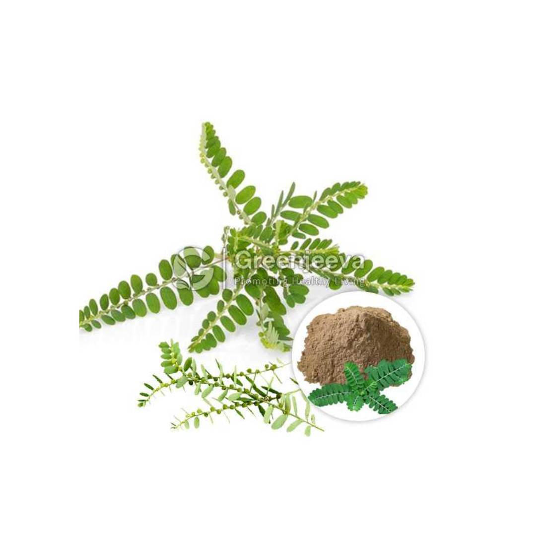 Bulk Supplier of Chanca Piedra Extract Powder 4:1 in Canada