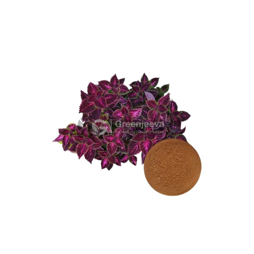 Bulk Supplier of Coleus Forskohlii Extract Powder 20% Forskolin, HPLC in Canada