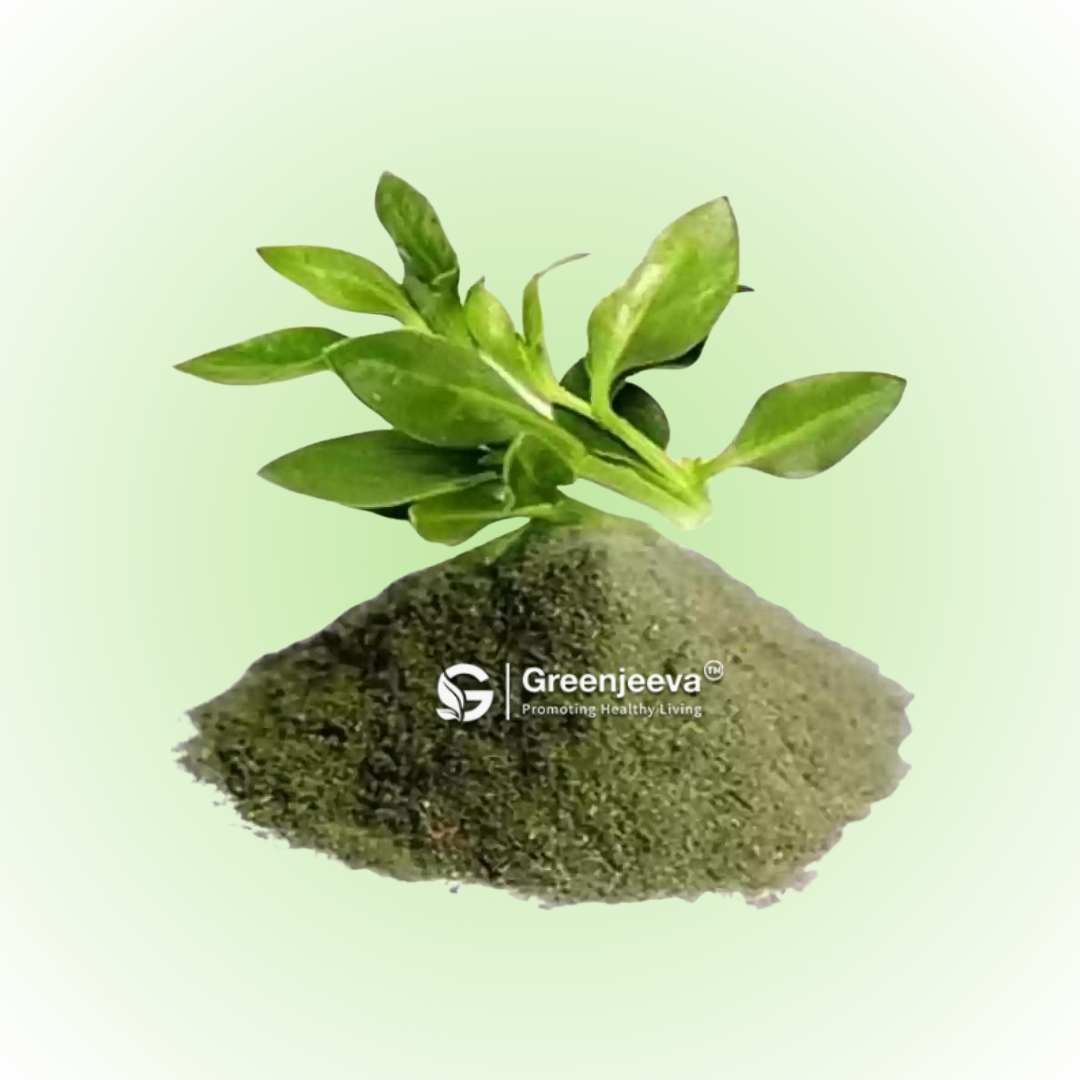 Organic Andrographis Paniculata powder, traditionally used to support immune health.