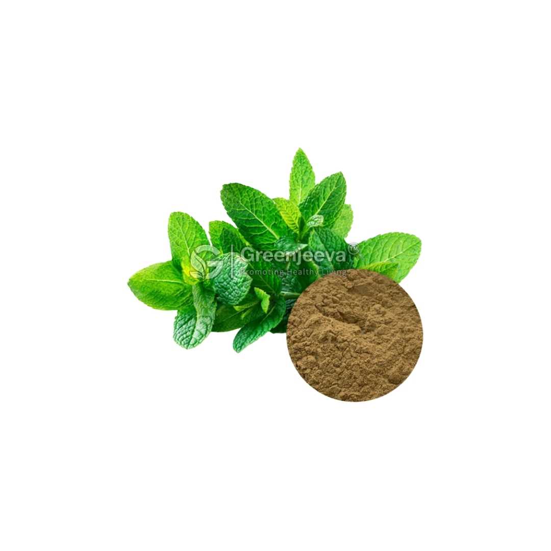 Bulk Supplier of Spearmint Leaf Extract Powder 10:1 in Canada