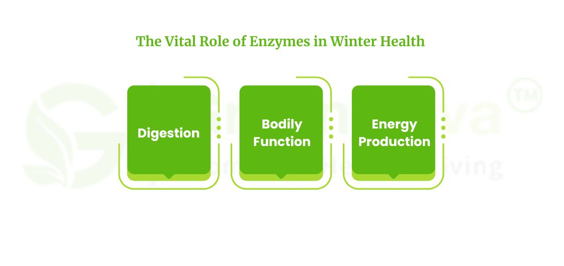 Vital role of Enzymes in Winter Health 