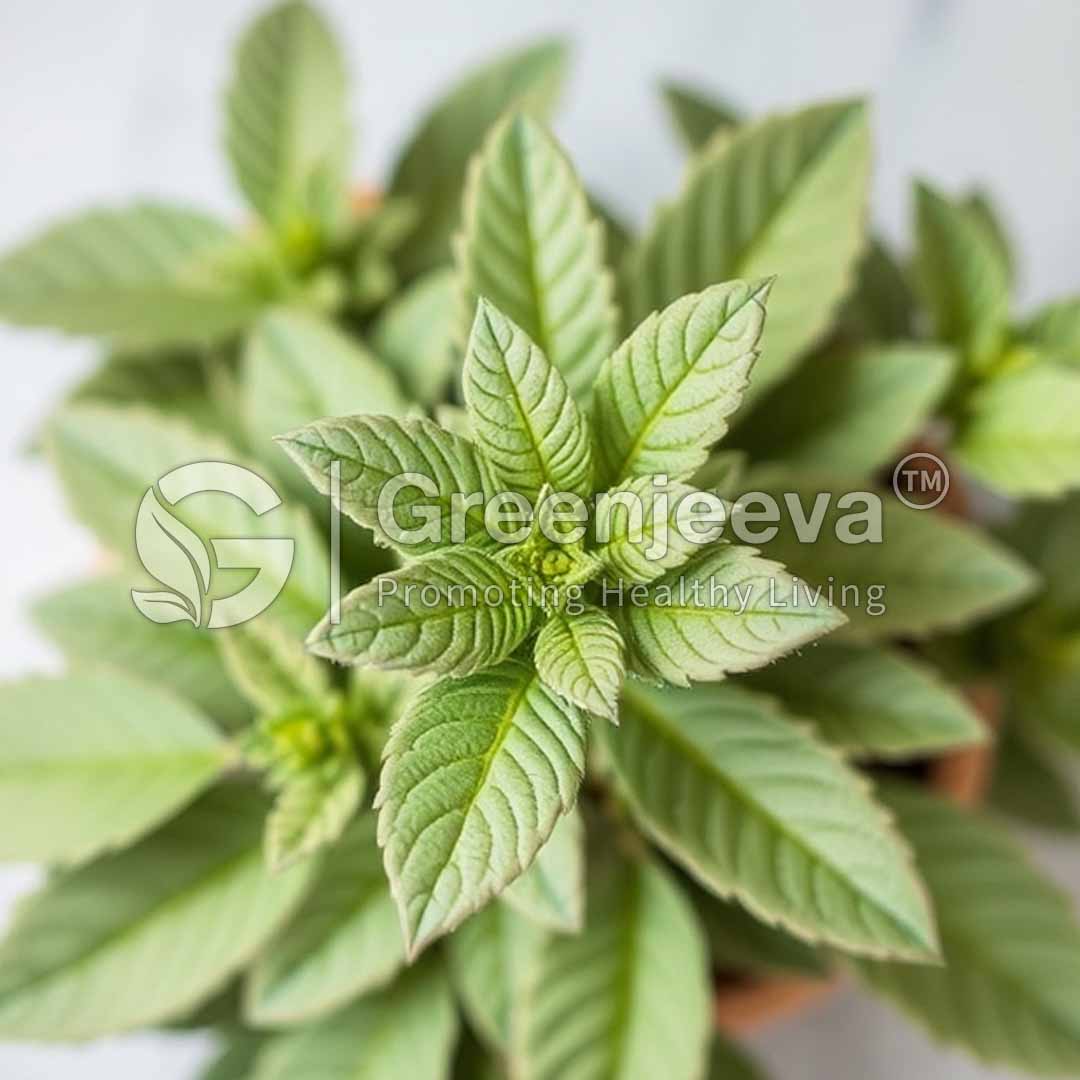 A vibrant green sage leaf plant set against a clean white background, showcasing its natural beauty and texture.