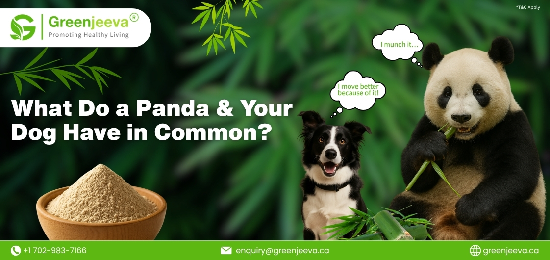 What Pet Nutrition Developers Should Know About Bamboo Shoot Extract Powder 70% Silica
