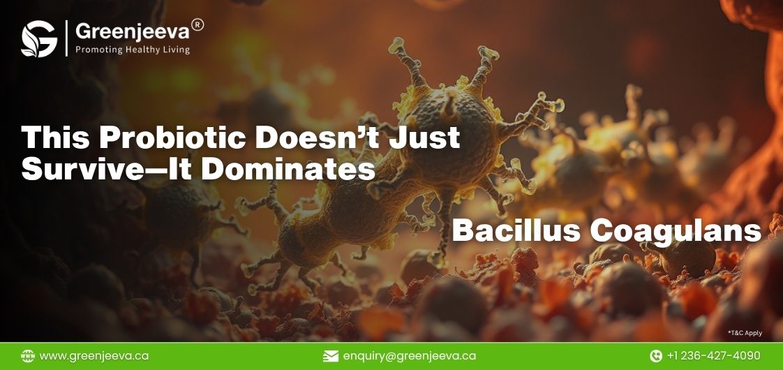 The Probiotic That Survives Heat, Stomach Acid, and Market Disruption: Inside Bacillus coagulans 150B CFU/G